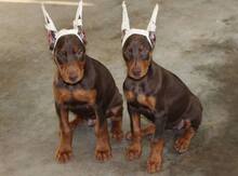 Doberman