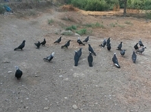 Göyərçinlər