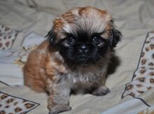 Pekines balaları