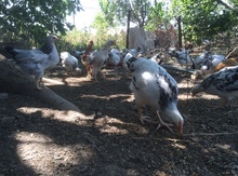 Kənd çolpaları