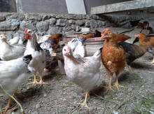 Çolpalar