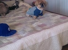 Pekines
