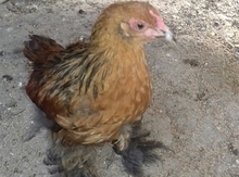 Brama toyuqları