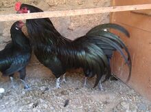 Sumatra toyuqları
