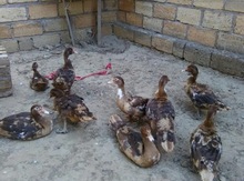 Ördək