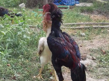 Beçə