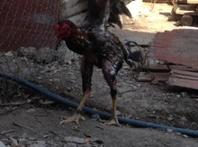 Heyratı