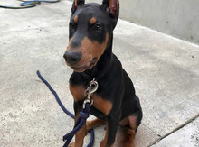 Doberman