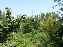 Həyət evi, Şabran r.,