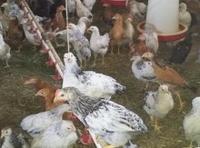Quşlar