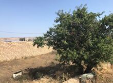 13.5 sot torpaq sahəsi, Masazır qəs.