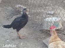 Heyrati