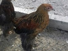Brama