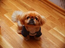 Pekines