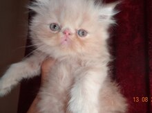 Персидский котенок