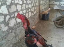 Heyratı
