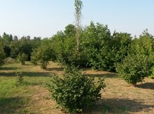 350 sot torpaq sahəsi, Şəki r.