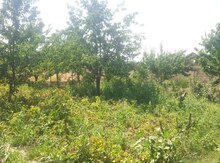 5 sot torpaq sahəsi, Xaçmaz r.