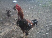 Heyratı