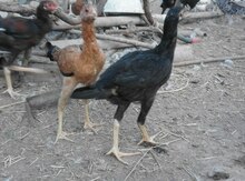 Heyratı