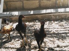 Heyratı