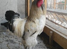 Brama xoruzu