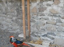 Qırqovul
