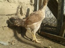 Heyratı