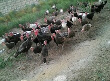 Hind quşları