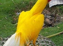 Heyratı