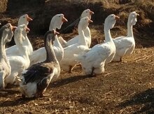 Xalmaqor qazları