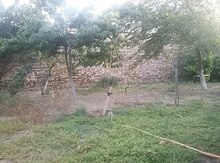 8 sot torpaq sahəsi, Sumqayıt ş.