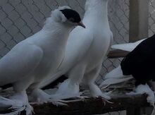 Quşlar