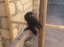 Göyərçin