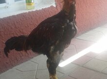 Heyratı xoruz