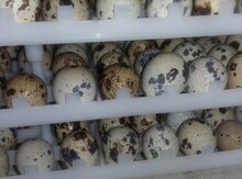 Bildirçin yumurtası