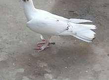 Göyərçin