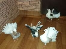 Göyərçin