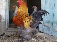 Brama cücələri