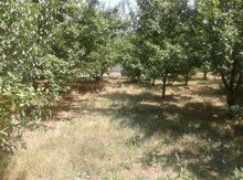 3 sot torpaq sahəsi, İsmayıllı r.,