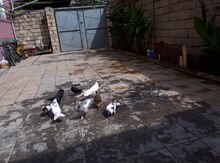Göyərçinlər