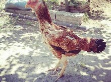 Heyrati