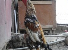 Quşlar heyrati