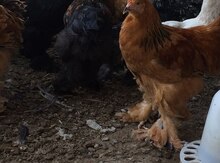 Quşlar brama