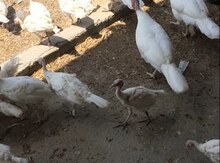 Hind quşları