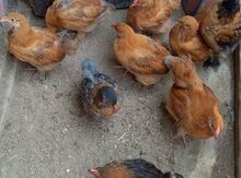 Brama