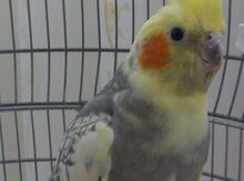 Tutuquşu "Corella"