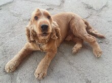 Koker spaniel