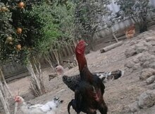 Heyratı