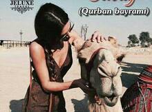 Dubay turu